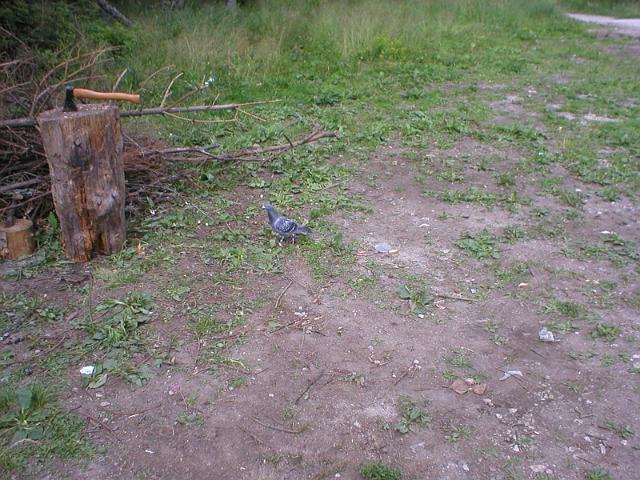 P1010067.JPG